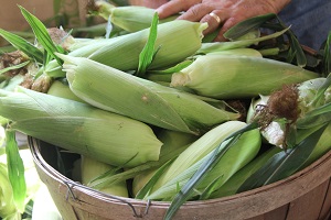 Sweet Corn